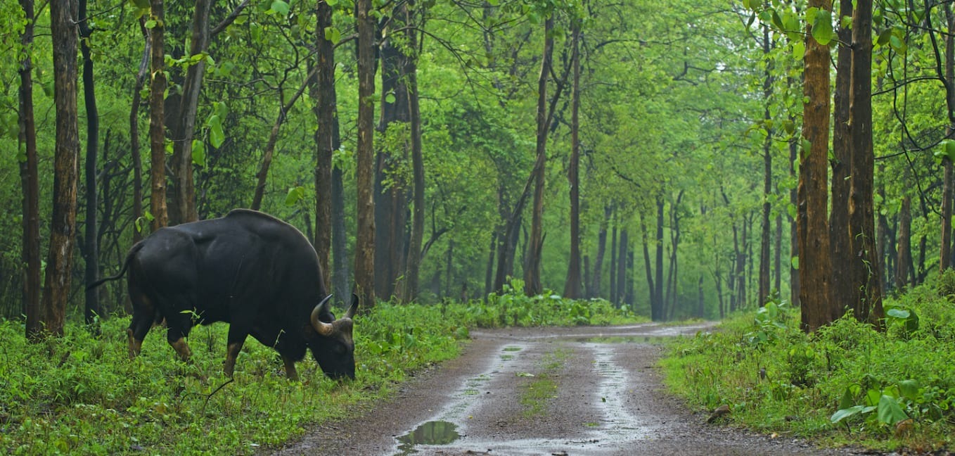 Indian Gaur Bison in Tadoba Reserve - Krishna Farms