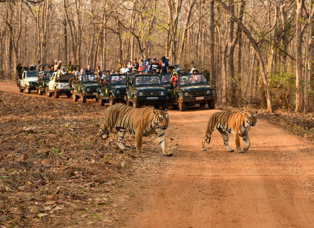 Tadoba Jungle Safari with Tigers and Open Gypsies