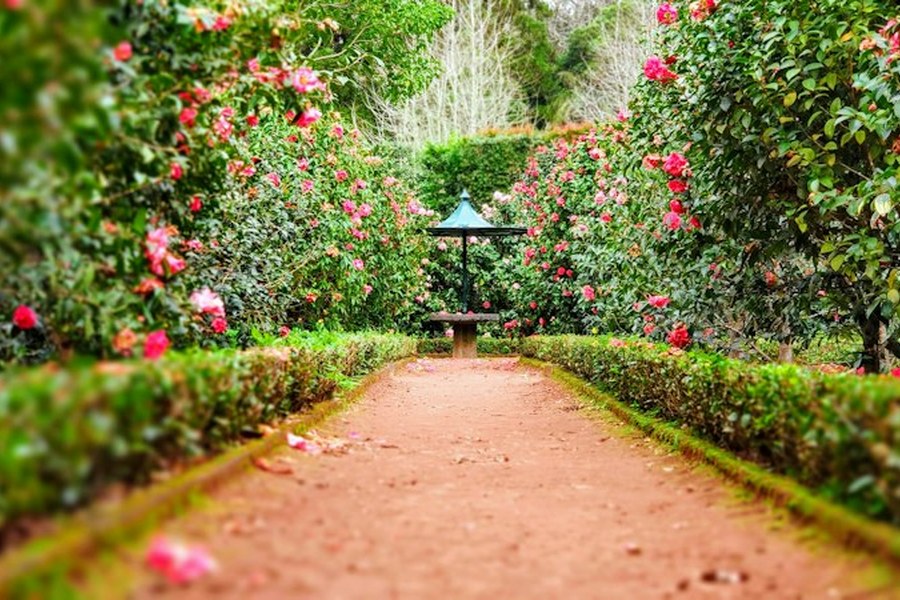 Dr. A P J Abdul Kalam Garden